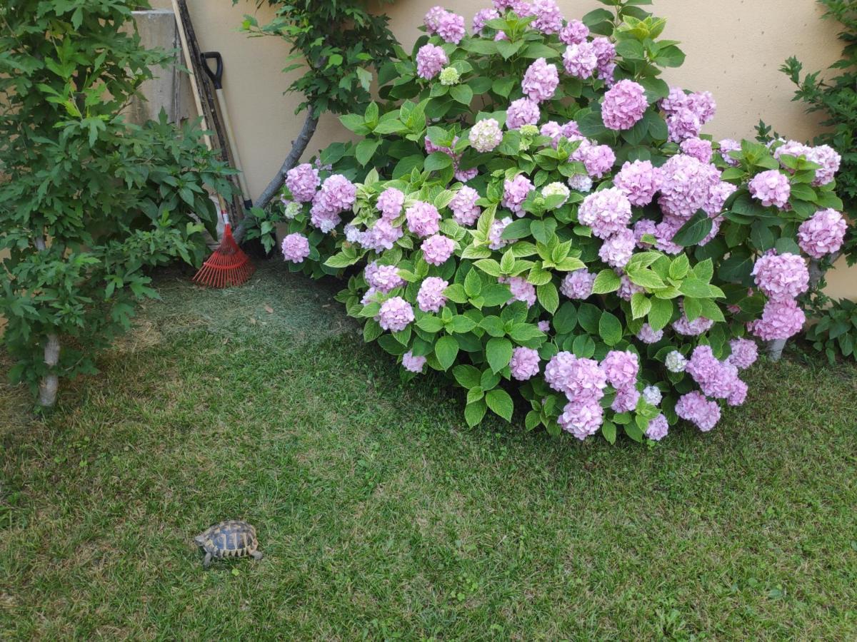 Spacious Apartment With Big Garden Near Beach Split Eksteriør billede